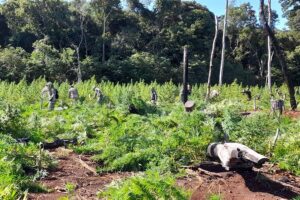 Destruyen 253 hectáreas de marihuana en frontera entre Paraguay y Brasil