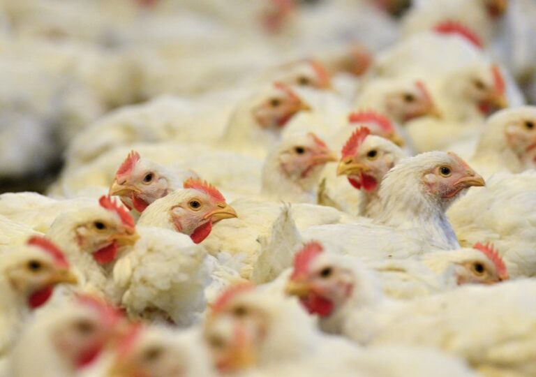 Alerta sanitaria en Brasil por primer caso de gripe aviar en aves comerciales