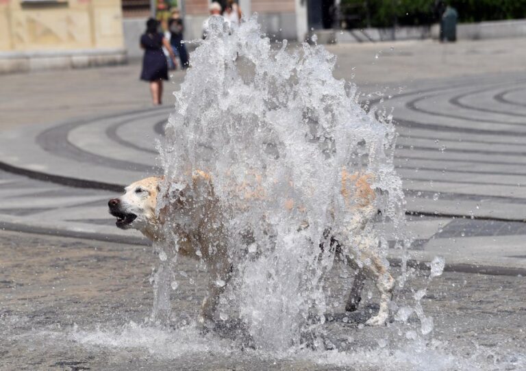 Italia: ley histórica para proteger animales y sancionar el maltrato