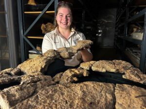 Nuevo hallazgo fósil revela cómo comían los gigantes saurópodos
